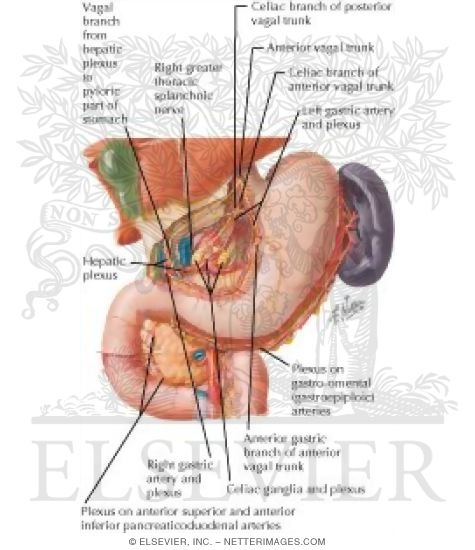 Watermarked preview of labeled image: Innervation of Stomach and Duodenum
Nerves of Stomach and Duodenum
The Stomach and Duodenum