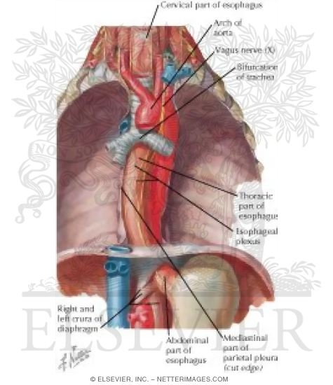 Watermarked preview of labeled image: Esophagus In Situ
Topographic Relationships, Contours and Normal Constrictions of Esophagus
