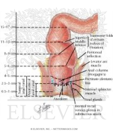Watermarked preview of labeled image: Rectum and Anal Canal
Structure of the Rectum and Anal Canal