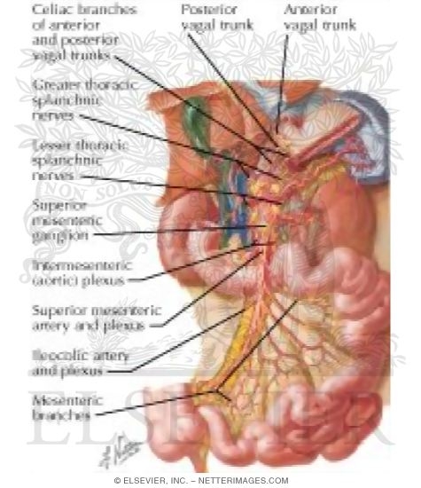 Innervation of Small and Large IntestineSmall Intestine