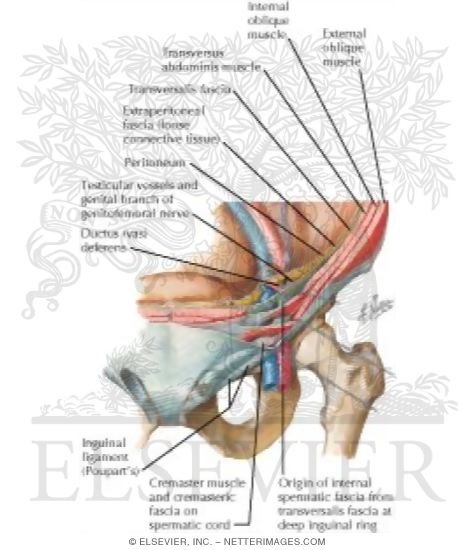 Inguinal Canal And Spermatic Cord The Adult Inguinal Region