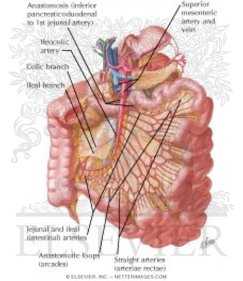 Arteries of Small Intestine
Blood Supply of Small and Large Intestine