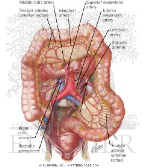 Arteries of Large Intestine
Blood Supply of Small and Large Intestine