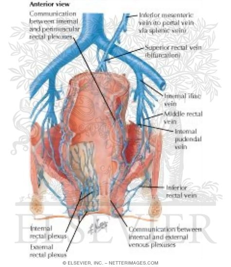 Veins of Rectum and Anal Canal
Venous Drainage of Small and Large Intestine