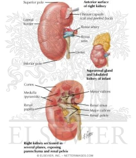 Gross Structure Of Kidney