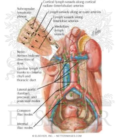 Watermarked preview of labeled image: Lymph Vessels and Nodes of Kidneys and Urinary Bladder
Lymphatic Drainage of Kidneys, Ureters and Urinary Bladder
