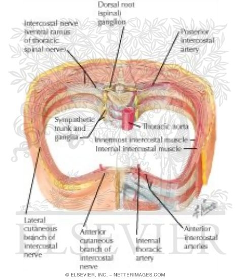 Watermarked preview of labeled image: Course and Relations of Intercostal Nerves and Arteries
Intercostal Nerves and Arteries