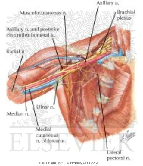 Axilla Dissection: Anterior View
