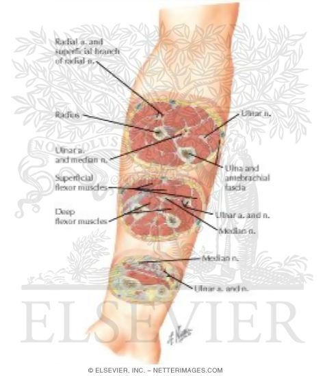 Cross-Sectional Anatomy of Right Forearm 
