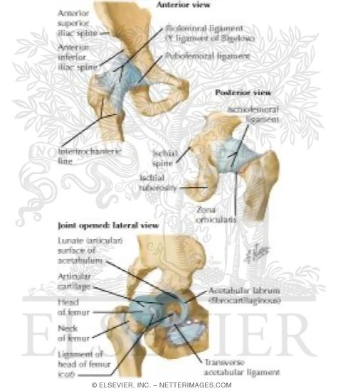 DIAGRAM Bones Of The Hip Diagram Identification Biology Diagrams