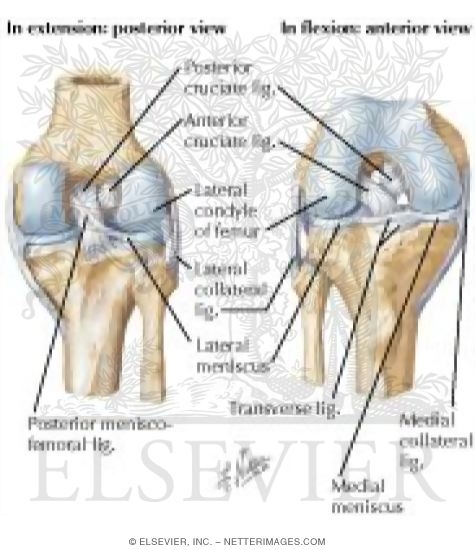 Cruciate and Collateral Ligaments of Right Knee Joint
Knee: Cruciate and Collateral Ligaments