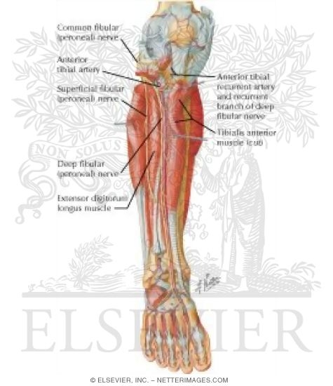 Nerves Of The Leg 99