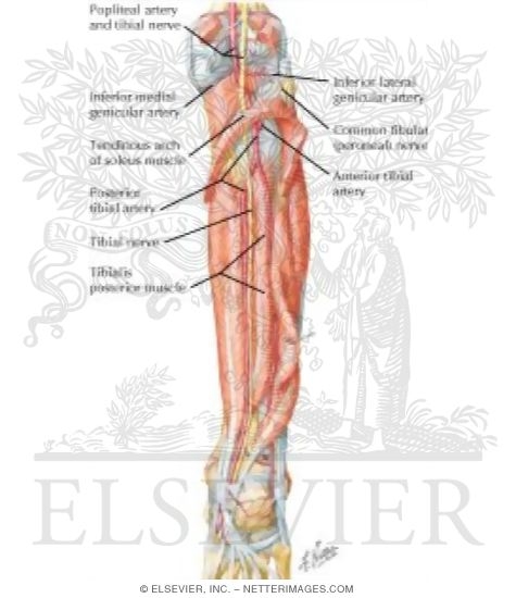 Watermarked preview of labeled image: Muscles, Arteries, and Nerves of Leg: Deep Dissection (posterior view)
Muscles of Leg (Deep Dissection): Posterior View
Muscles: Deep Posterior Compartment