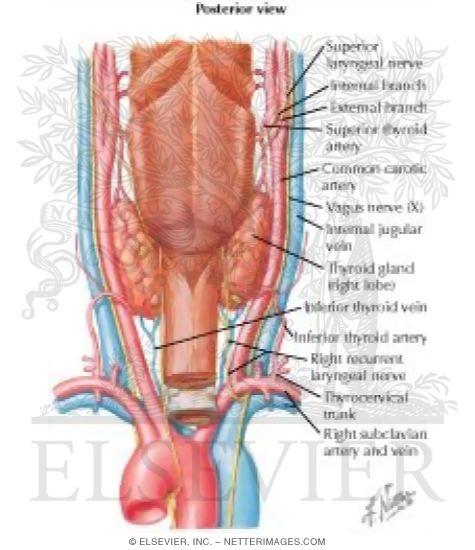 Thyroid Gland and Pharynx: Posterior View