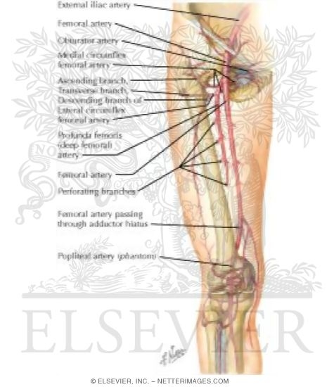 Watermarked preview of labeled image: Arteries of Thigh and Knee: Schema
Arteries of the Leg and Knee