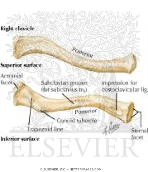 Shoulder: Bones (Pectoral Girdle)