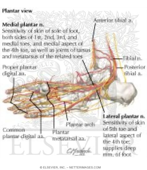Watermarked preview of labeled image: Ankle and Foot: Arteries and Nerves of the Sole