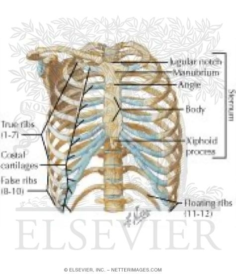 Thoracic Wall: Thoracic Cage (Skeleton)