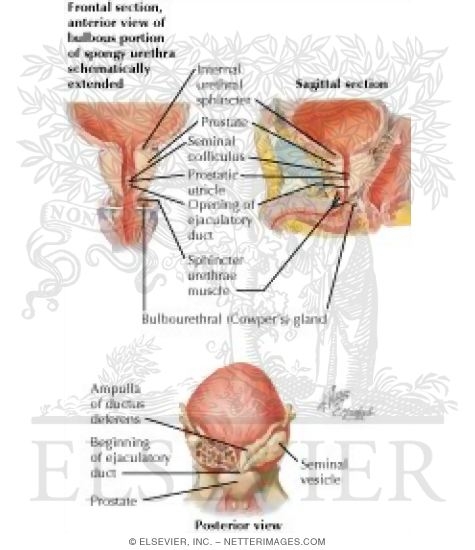 Bladder, Prostate, and Seminal Vesicles