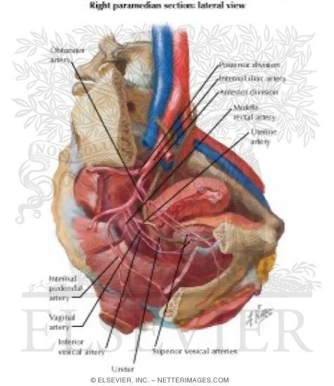 Watermarked preview of labeled image: Arterial Supply of Abdomen and Pelvis