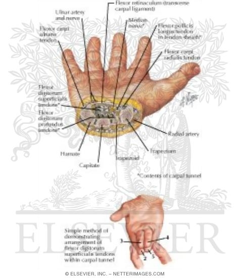Cross Section of Wrist: Carpal Tunnel Biology Diagrams