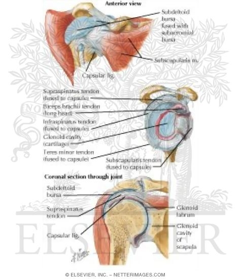 Watermarked preview of labeled image: Shoulder (Glenohumeral) Joint