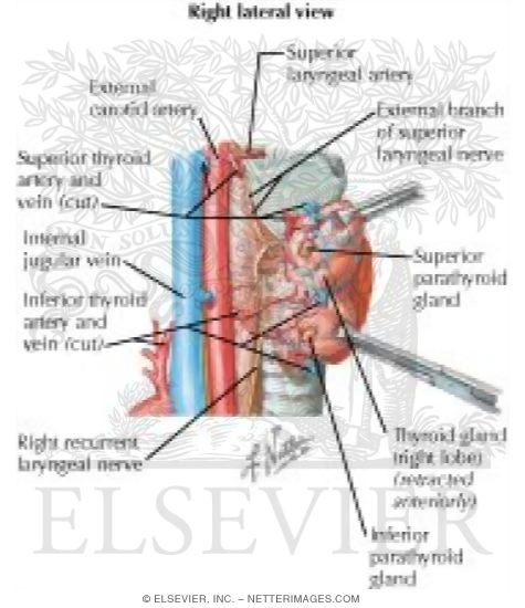 Blood Vessels and Parathyroid Glands