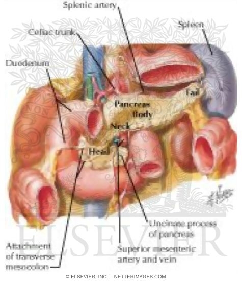 Watermarked preview of labeled image: Pancreas In Situ