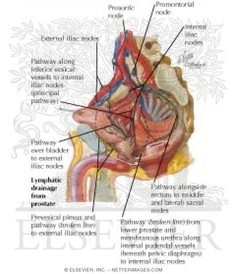 Lymphatics of Prostate