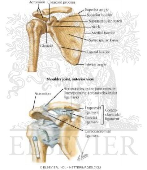 Shoulder Bones and Ligaments