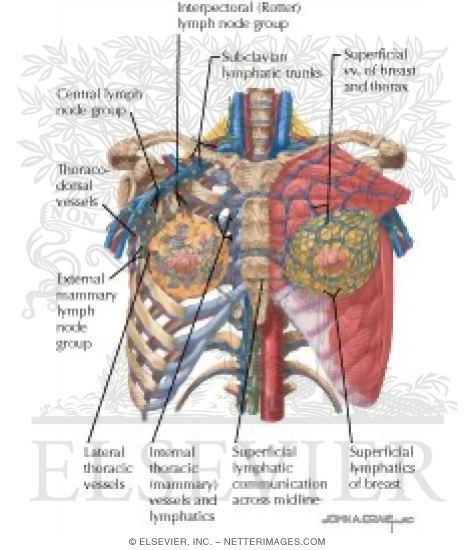 Surface Anatomy: Lymphatics and Vessels of the Breast