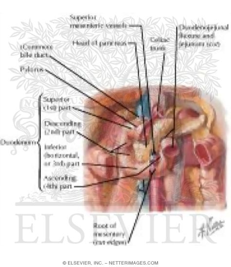 Duodenum In Situ