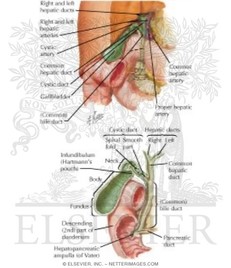 Watermarked preview of labeled image: Gallbladder and Extrahepatic Bile Ducts