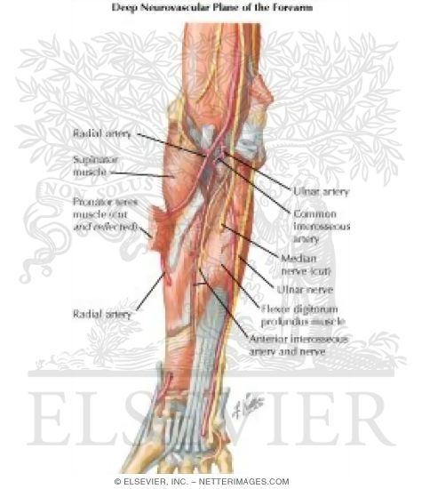 antebrachium