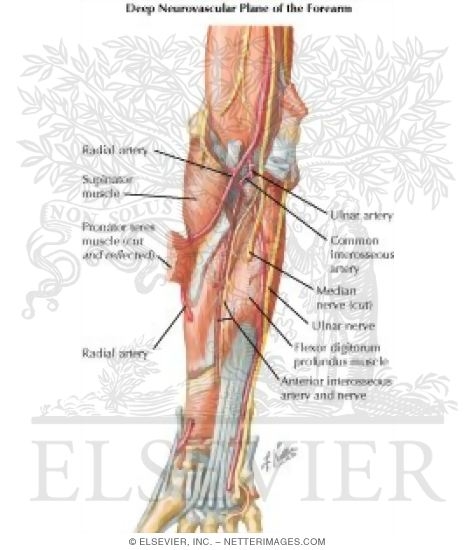 Anatomy of the Lip • Muscles, Nerves, Arteries, Function