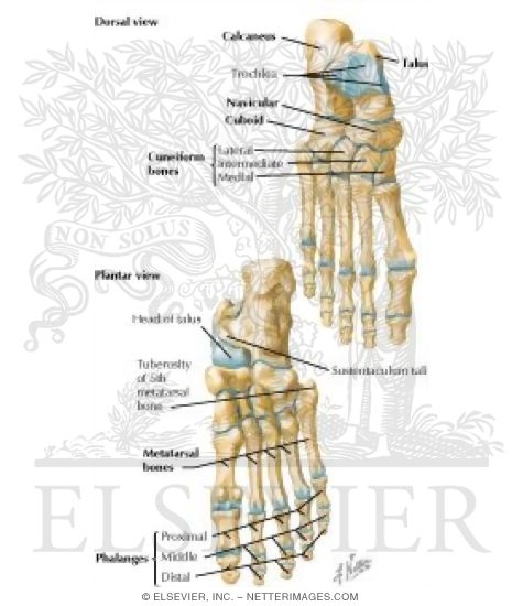 Watermarked preview of labeled image: Bones of Foot