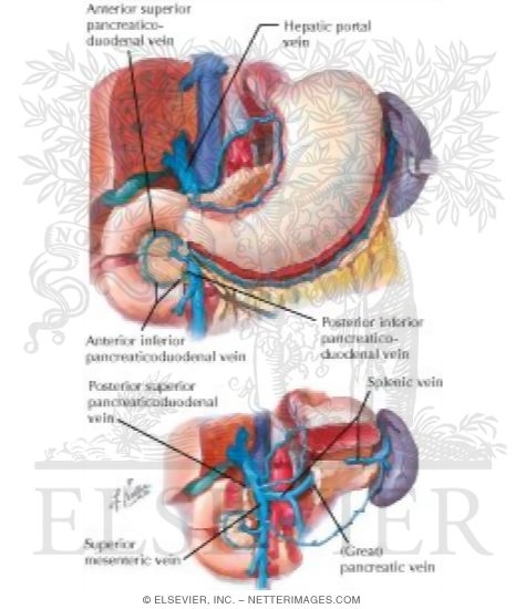 Veins of Stomach, Duodenum, Pancreas and Spleen
Venous Drainage of Stomach and Duodenum