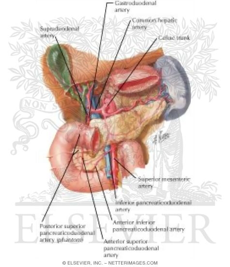Watermarked preview of labeled image: Arterial Blood Supply of Liver, Biliary System and Pancreas (Anterior View)