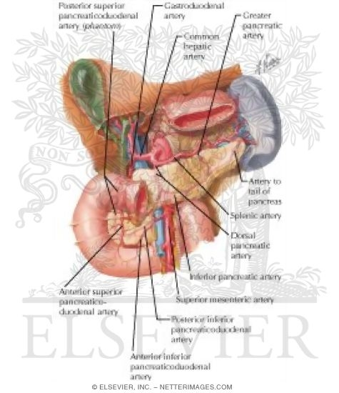 Watermarked preview of labeled image: Arterial Blood Supply of Liver, Biliary System and Pancreas (Anterior View)