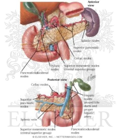 Watermarked preview of labeled image: Lymph Vessels and Nodes of Pancreas
Lymphatic Drainage of Pancreas