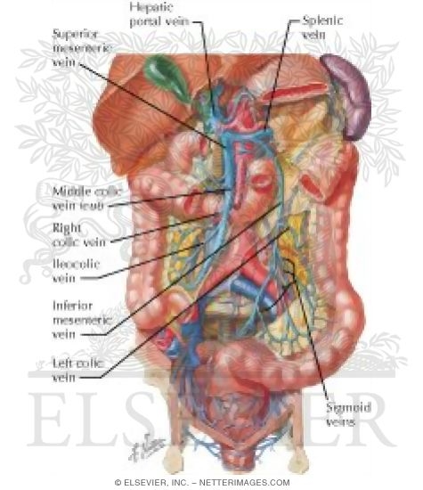 Watermarked preview of labeled image: Veins of Large Intestine
Venous Drainage of Small and Large Intestine