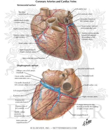 Arteries and Veins of the Heart
Coronary Arteries and Cardiac Veins