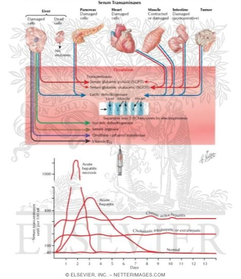 Serum Transaminases
