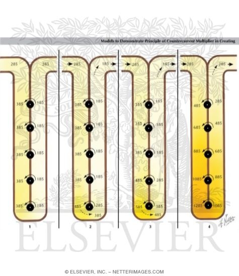 Watermarked preview of labeled image: Models to Demonstrate Principle of Countercurrent Multiplier in Creating High Interstitial Osmotic Gradient and Urine Concentration