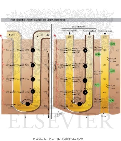Watermarked preview of labeled image: Models to Demonstrate Principle of Countercurrent Multiplier in Creating High Interstitial Osmotic Gradient and Urine Concentration