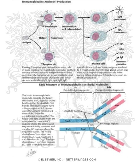 Immunoglobulin (Antibody) Production - Basic Structure of Immunoglobulin (Antibody) Molecules