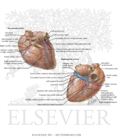 Arteries and Veins of the Heart
Coronary Arteries and Cardiac Veins