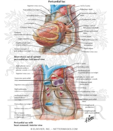 Pericardial Sac
The Heart and Pericardial Sac