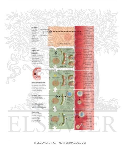 Watermarked preview of labeled image: Mechanism of Action of Lipid-Lowering Drugs
