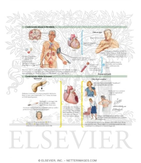 Cardiovascular Disease in Women and the Elderly